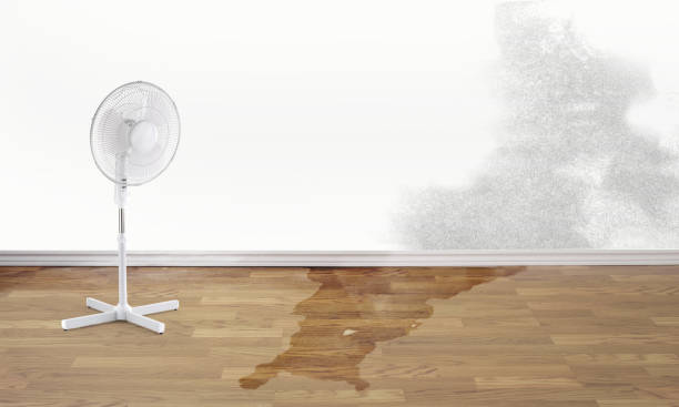 Best Professional water damage repair  in Clifton Knolls Mill Creek, NY